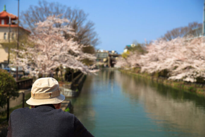水路と桜