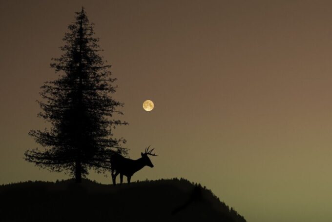 夜の鹿